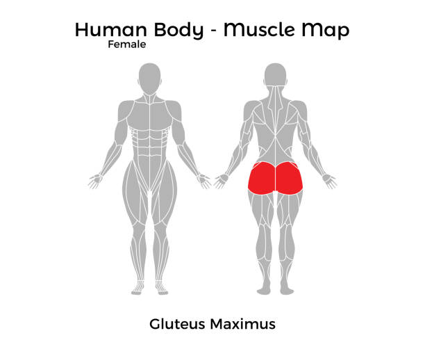 weibliche körper - muskel karte, gluteus maximus - glutes stock-grafiken, -clipart, -cartoons und -symbole