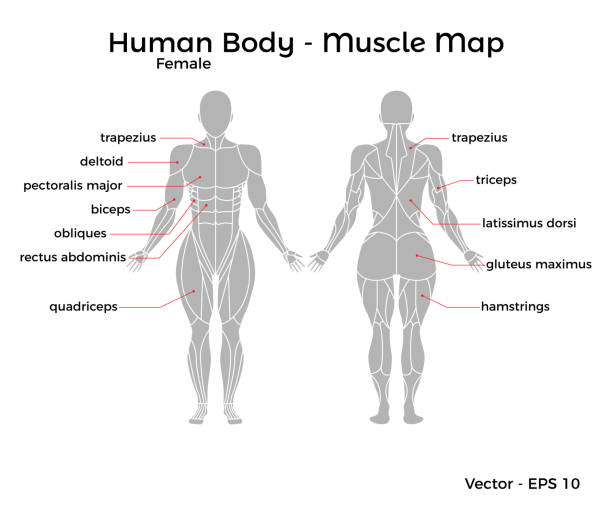 illustrazioni stock, clip art, cartoni animati e icone di tendenza di mappa del muscolo del corpo umano femminile - latissimus dorsi illustrations