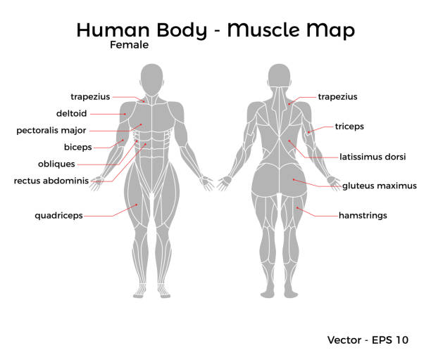 여성 인간의 몸 근육 지도 - latissimus dorsi illustrations stock illustrations