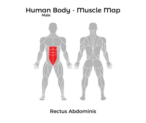 illustrazioni stock, clip art, cartoni animati e icone di tendenza di corpo umano maschile - mappa muscolare, rectus abdominis - body building human muscle male body