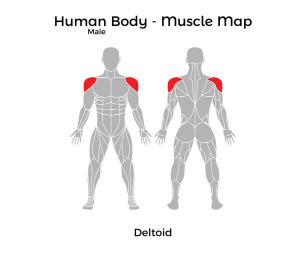 illustrazioni stock, clip art, cartoni animati e icone di tendenza di corpo umano maschile - mappa muscolare, deltoid - body building human muscle male body