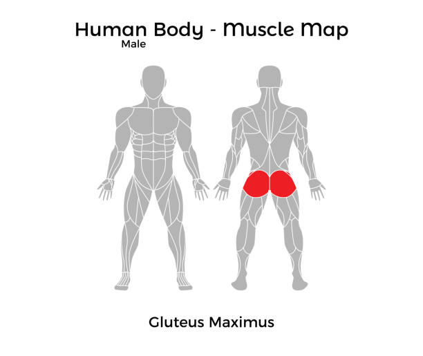illustrazioni stock, clip art, cartoni animati e icone di tendenza di corpo umano maschile - mappa muscolare, gluteo massimo - body building human muscle male body
