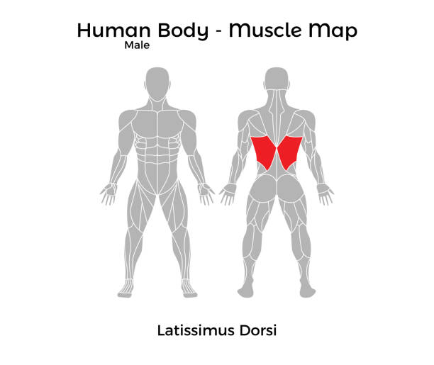 illustrazioni stock, clip art, cartoni animati e icone di tendenza di corpo umano maschile - mappa muscolare, latissimus dorsi - body building human muscle male body