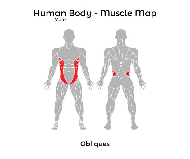 illustrazioni stock, clip art, cartoni animati e icone di tendenza di corpo umano maschile - mappa muscolare, obliques - body building human muscle male body