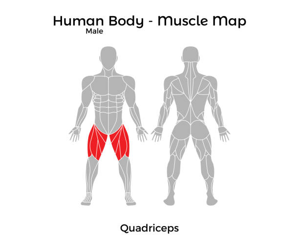 illustrazioni stock, clip art, cartoni animati e icone di tendenza di corpo umano maschile - mappa muscolare, quadricipite - body building human muscle male body