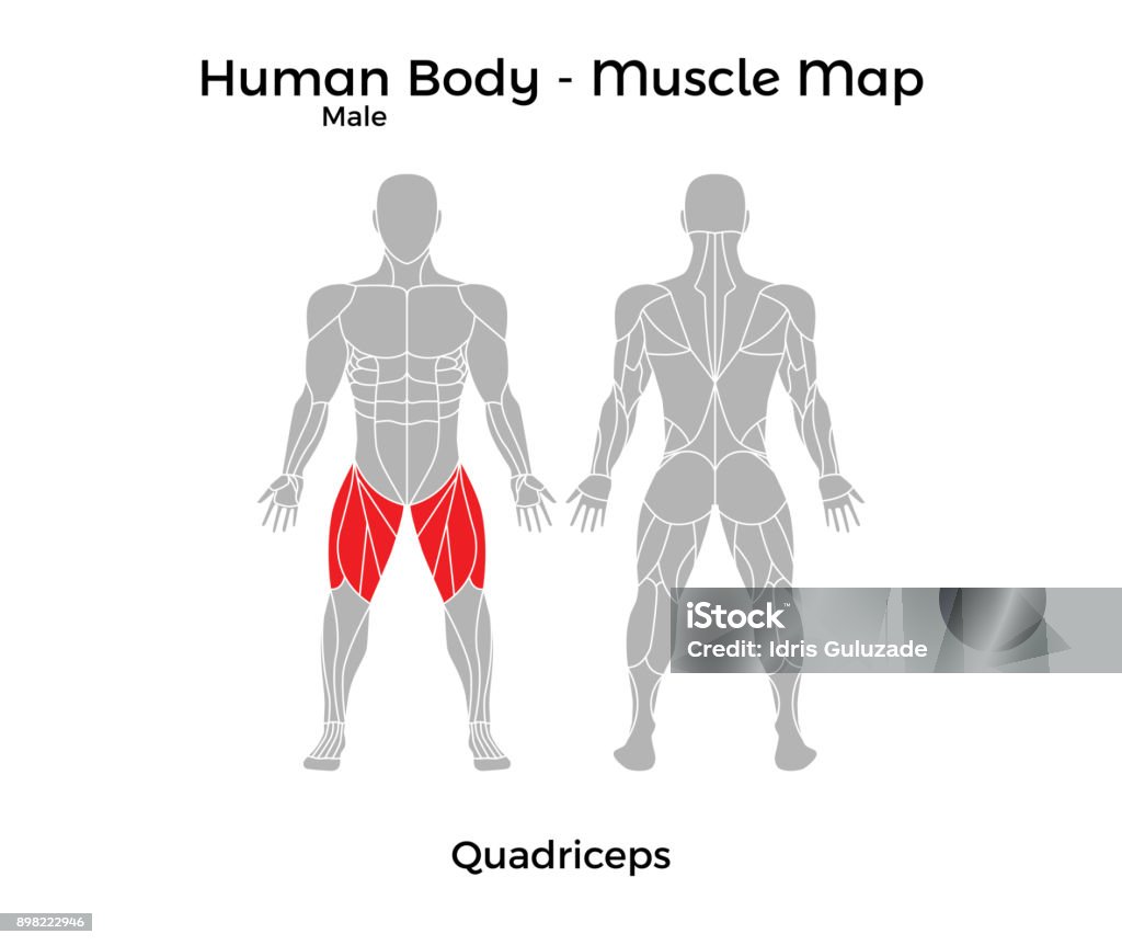 Male Human Body - Muscle map, Quadriceps Male Human Body - Muscle map, Quadriceps. Vector Illustration - EPS10. Quadriceps Muscle stock vector