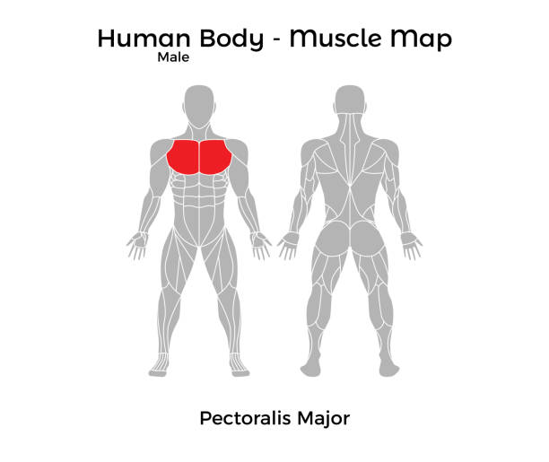 illustrazioni stock, clip art, cartoni animati e icone di tendenza di corpo umano maschile - mappa muscolare, pettorale maggiore - body building human muscle male body
