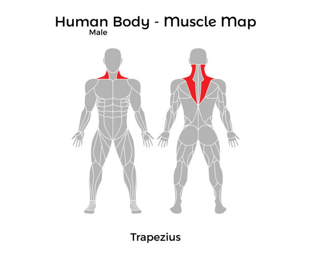 illustrazioni stock, clip art, cartoni animati e icone di tendenza di corpo umano maschile - mappa muscolare, trapezio - body building human muscle male body