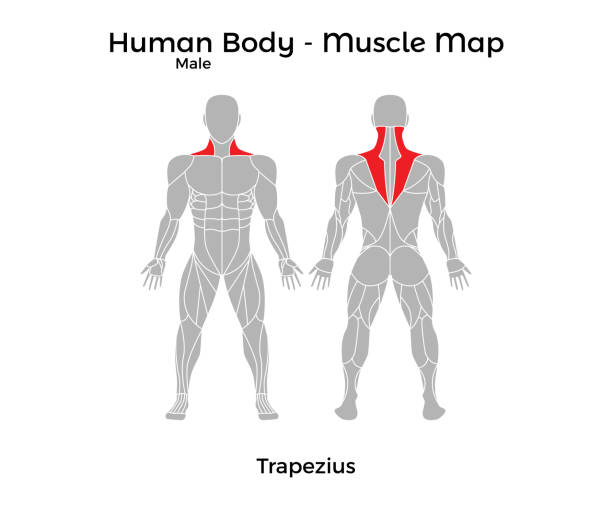 męskie ciało człowieka - mapa mięśni, czworoboczny - human muscle the human body anatomy body stock illustrations