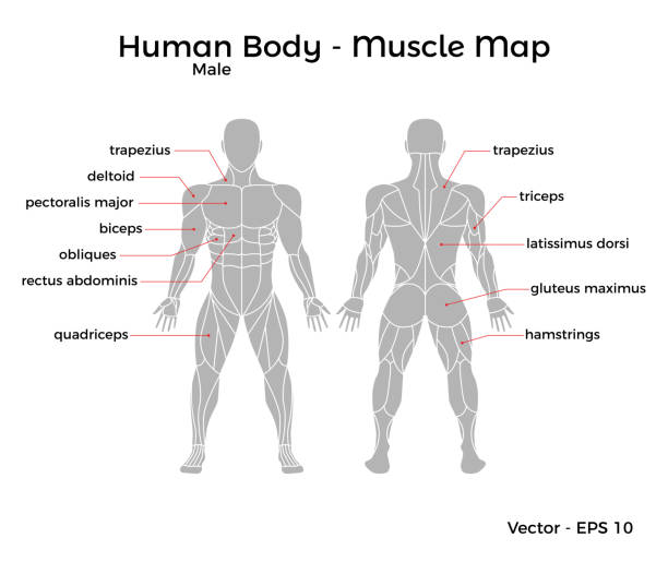 männliche menschliche körper muskeln karte - brustmuskeln stock-grafiken, -clipart, -cartoons und -symbole