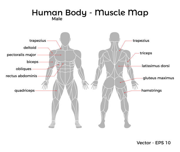 ilustraciones, imágenes clip art, dibujos animados e iconos de stock de mapa de músculo de cuerpo humano masculino - músculos pectorales