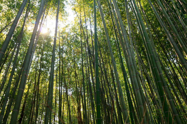 bosque de bambú en kyoto, japón - tree bamboo tall japanese culture fotografías e imágenes de stock