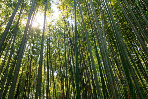 istock Bamboo forest at Kyoto, Japan 898223216