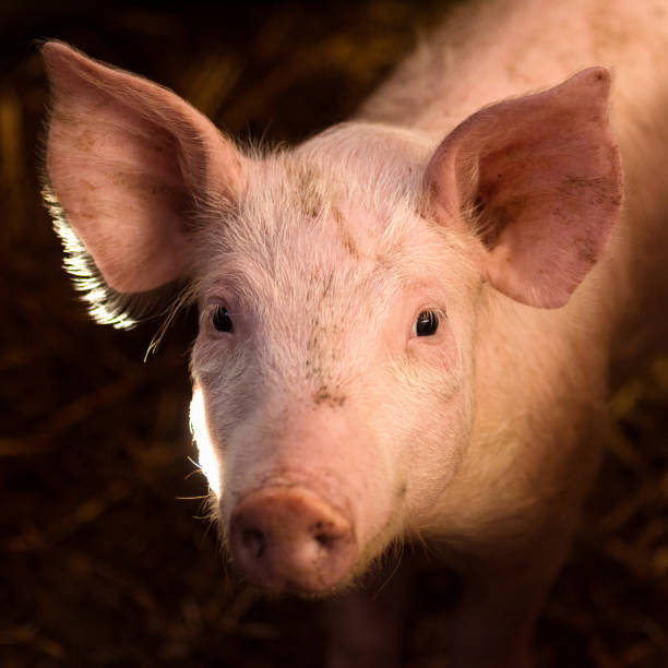 istock cute young pig animal portrait 898223254