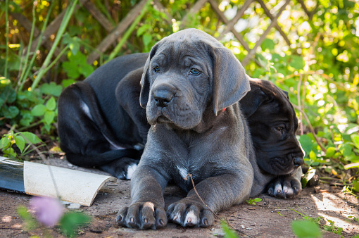 two beautiful Gray Great Dane dogs puppies with blue eyes outside on walk