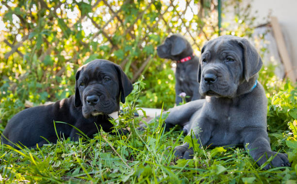 istock three Gray Great Dane dogs puppies outdoor 898224610