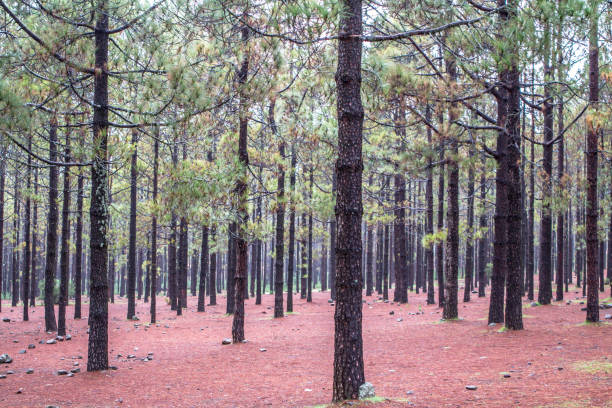 istock Autumn Trees and Leaves 898227746