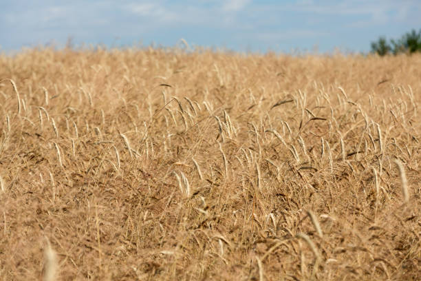 istock golden wheat in a farm field 898228244
