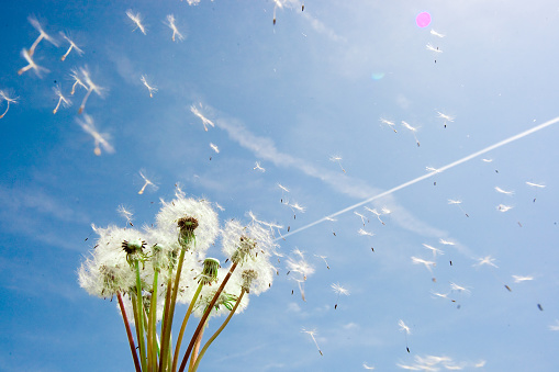 Dandelion in front of blue sky