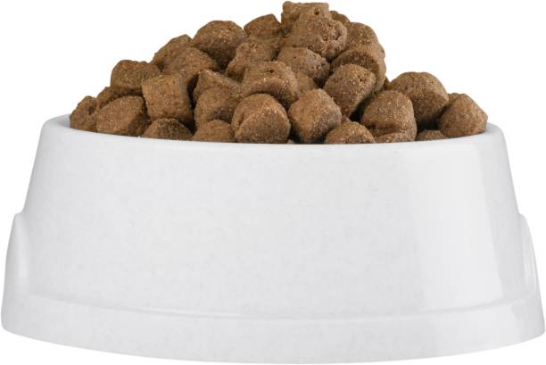 istock Dog food. 898228920