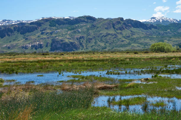 istock Wetland in Valle Chacabuco 898232114