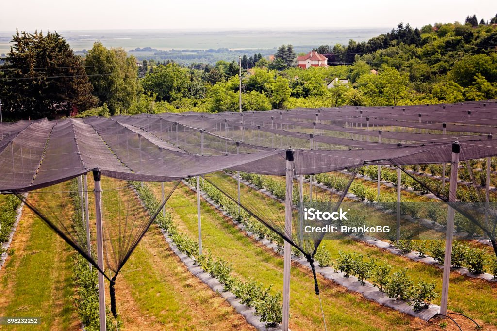 blueberry plantations blueberry plantations with anti-hail nets Agricultural Field Stock Photo