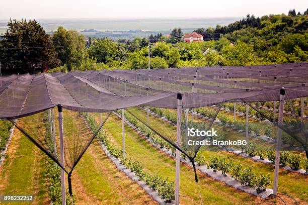 Blueberry Plantations Stock Photo - Download Image Now - Agricultural Field, Agriculture, Backstop