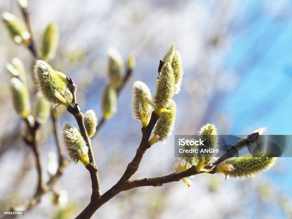 Journée ensoleillée de printemps. Fleur de saule, salix fleurs sur fond de ciel bleu azur. Saule discolore, furry chatons sont jeunes au début du printemps. Pâques, Pascal - Photo de Allergie libre de droits