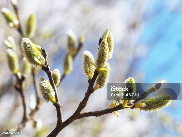 Photo libre de droit de Journée Ensoleillée De Printemps Fleur De Saule Salix Fleurs Sur Fond De Ciel Bleu Azur Saule Discolore Furry Chatons Sont Jeunes Au Début Du Printemps Pâques Pascal banque d'images et plus d'images libres de droit de Allergie