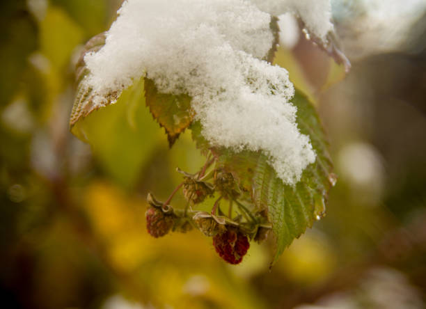 istock a bush of raspberry with the last berries and the first snow 898235380