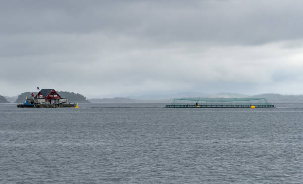 pisciculture norvégienne échelle industrielle près de stavanger - fishing net netting nobody color image photos et images de collection
