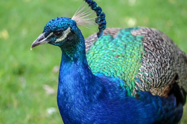 gut kontrastiert foto einer engen von einem pfau vogel - close up peacock animal head bird stock-fotos und bilder