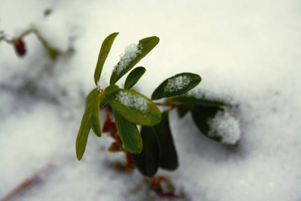 istock Bush bilberry in the winter forest 898237754