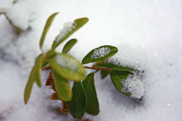 istock Bush bilberry in the winter forest 898237766