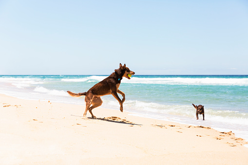 Two Australian Red Kelpies playing on the beach, background with copy space, full frame horizontal composition