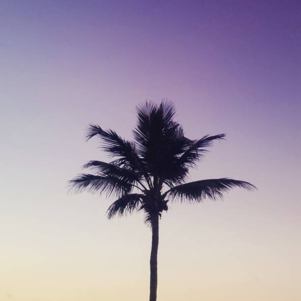 Tropical Hollywood Beach Florida Sunset Landscape with Palm Tree Silhouette
