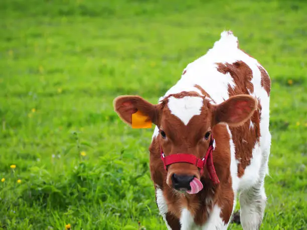 Photo of The calf shows the tongue. A young bullock of Ayrshire breed on a green meadow. Red and white spotted thoroughbred chipped calf on pasture. Tongue in the nose