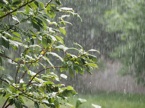 Ducha en el jardín. Aguacero, lluvia que vierte en el verano photo