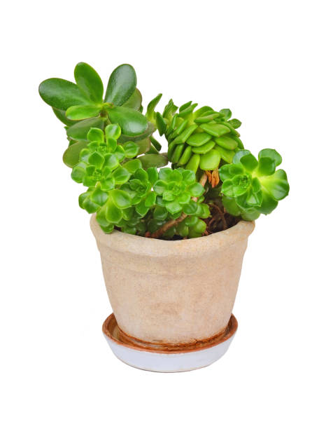 istock Succulent plant sempervivum and Crassula 898239310