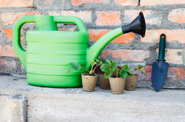 istock Strawberry Plants With Gardening Tools. 898239686