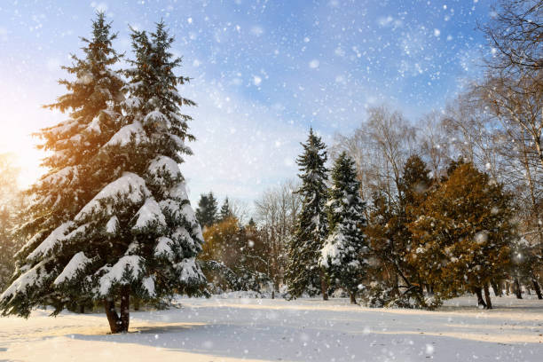 istock Beautiful winter landscape with snow covered trees 898239978