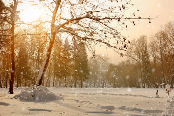 istock Beautiful winter landscape with snow covered trees 898239992
