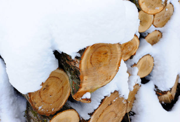 istock Snow covered woodpile close 898240004
