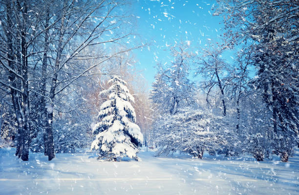 istock Beautiful winter landscape 898240056