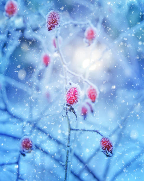 istock Red rosehip berries with hoar frost 898240072