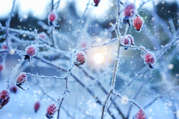 istock Red rosehip berries with hoar frost 898240110