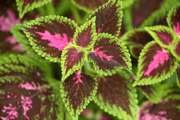 Close up of the leaves of a Kingswood Torch Coleus, with pink centers, & bright green edges, St Lucia, Caribbean. Close up of the leaves of a Kingswood Torch Coleus, with pink centers, & bright green edges, St Lucia, Caribbean. coleus photos stock pictures, royalty-free photos & images