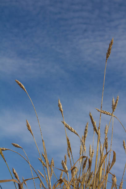 istock Wheat ears ripen in a field 898241646