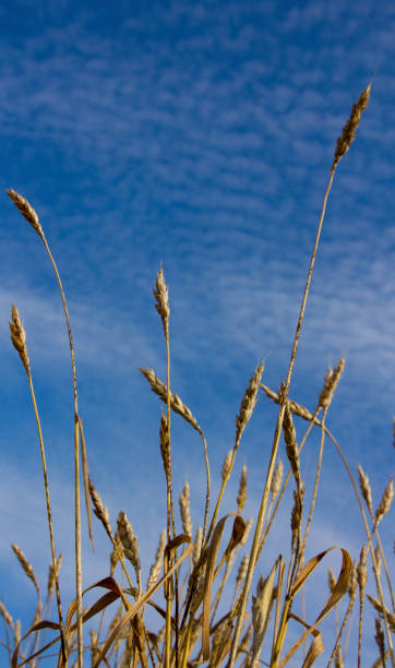 istock Wheat ears ripen in a field 898241658