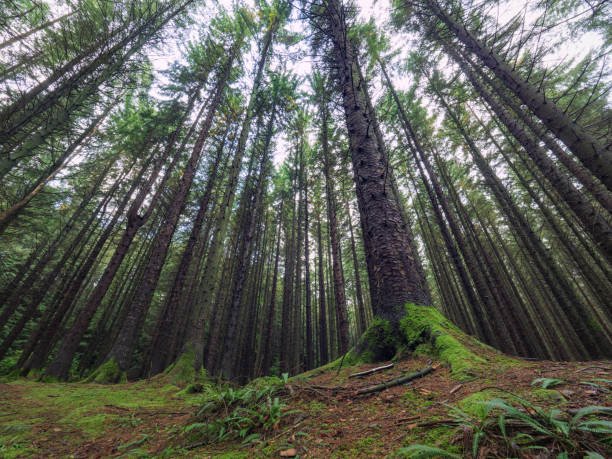istock View Of Bamboo Trees In Forest 898242098